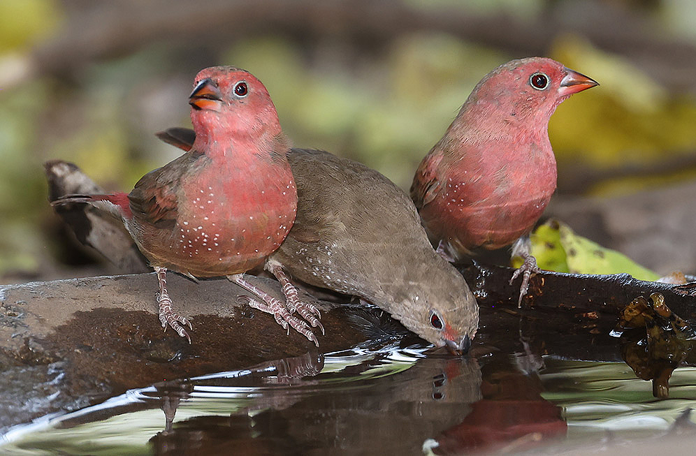 Red-billed Firefinch